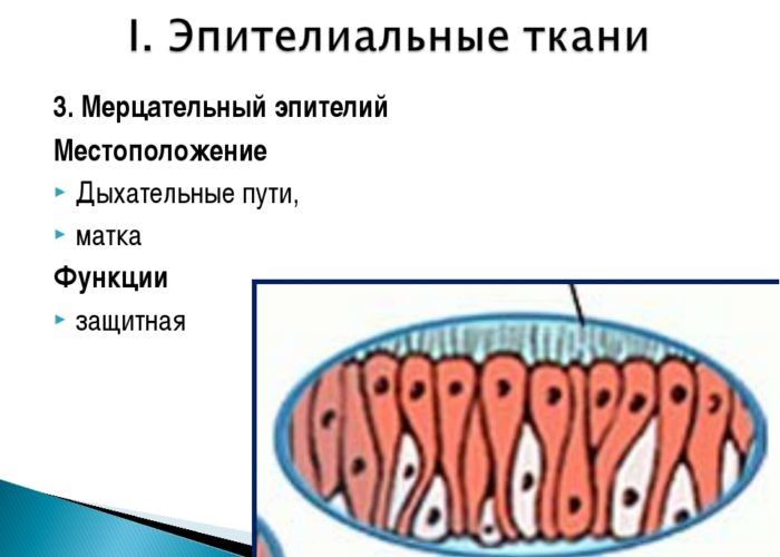 Нарушения работы мерцательного эпителия