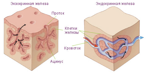 Эндокринная теория