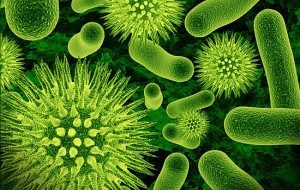 патогенные микробы