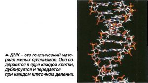Диагностика ДНК паразитирующего грибка в организме