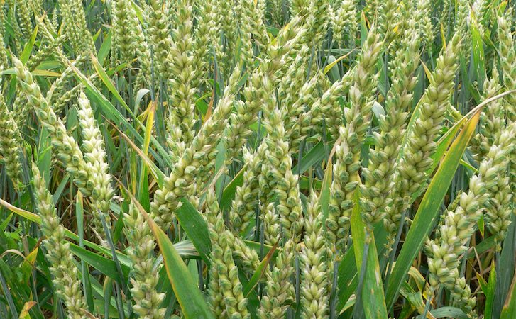 Масло зародышей пшеницы: полезные свойства, применение