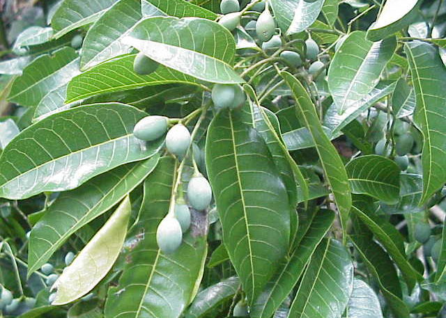Плоды канариума