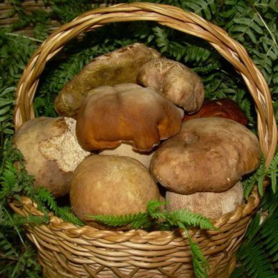 funghi-porcini-600x600