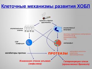 Клеточные механизмы развития ХОБЛ