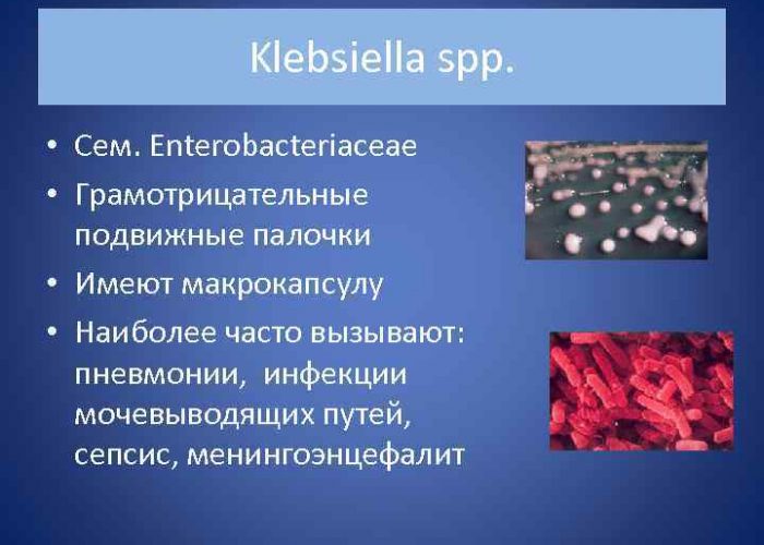 Klebsiella spp