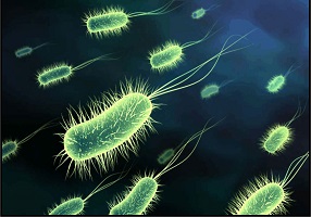 бактериальные инфекции