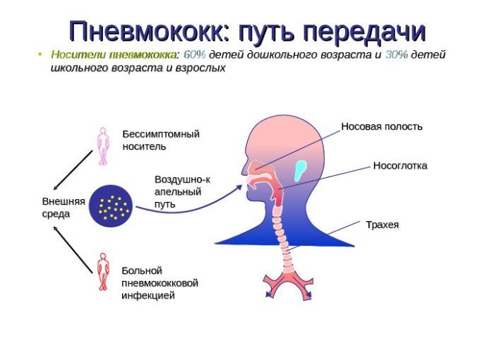 Пневмококки