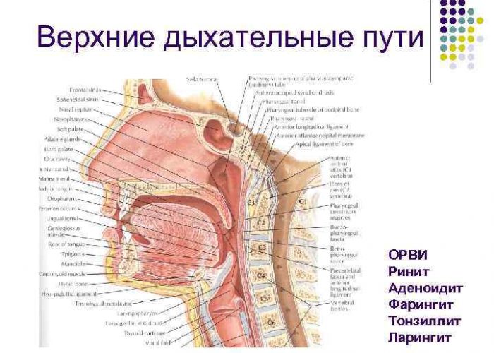 Болезни верхних дыхательных путей