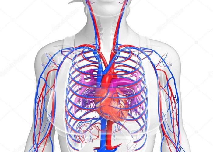 Заболевания, связанные с органическим поражением сердечно-сосудистой системы